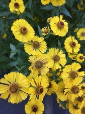 YELLOW HELENIUM SOMBRERO