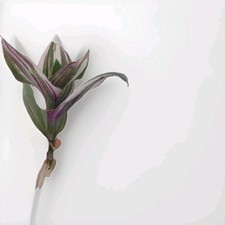 1 x Tradescantia Nanouk Pink