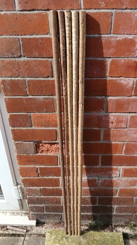Hazel walking stick shanks - hazel,