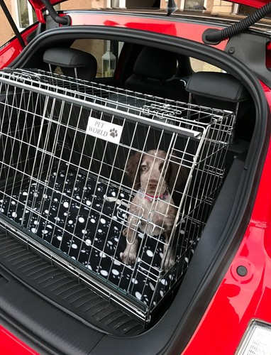Pet world audi hatchback - a1,