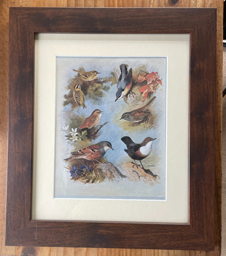 Framed print birds - print,