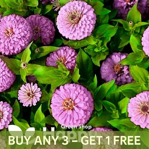 Zinnia dahlia pastel dream - zinnia,