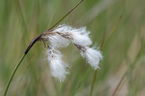 Eriophorum angustifolium
