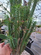 Euphorbia Loricata 25/30cm
