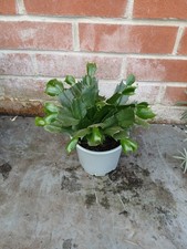 Christmas Cactus, Schlumbergera plant in 13cm pot approx. Pink