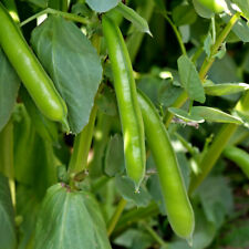 Vegetable - Broad Bean -
