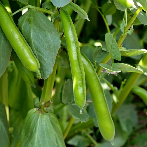 400 broad bean aquadulce - broad, 'aquadulce