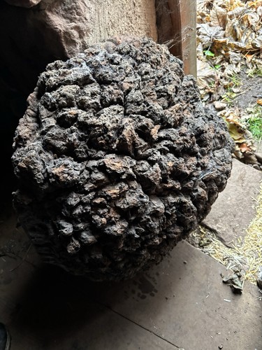 Elm burr burl - elm,