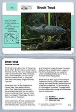 Brook Trout #4.16 Fish - Grolier Wildlife Adventure Card