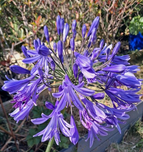 Agapanthus young plants - agapanthus,