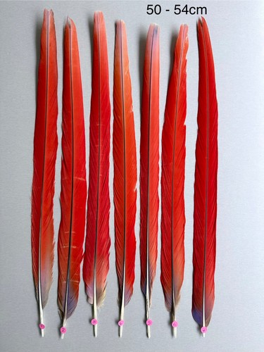Parrot macaw feather - macaw,