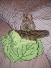 The Puppet Company Bunny