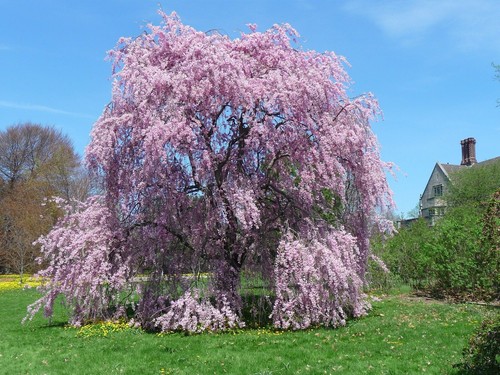 Willow seeds tree - seeds, weeping