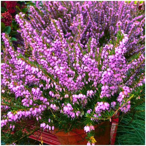 Heather erica darleyensis - heather,