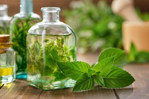 250 peppermint mint - mint, mentha