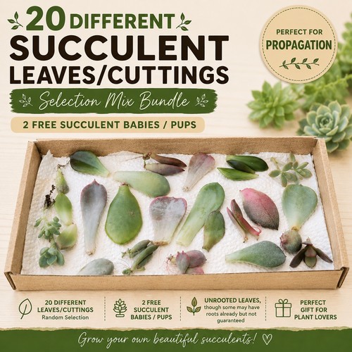 Succulent leaves cuttings - 20, leaves/cuttings
