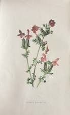 Antique Print Lesser Red