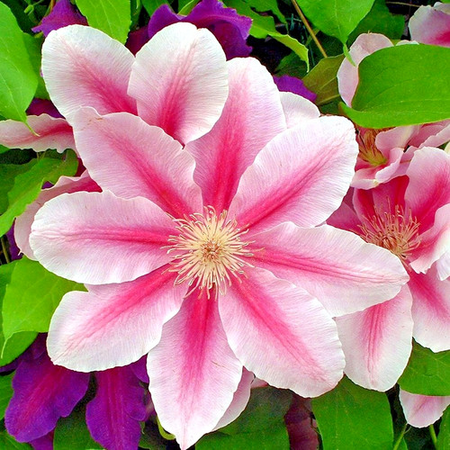 Bee jubilee clematis - 15, bee's