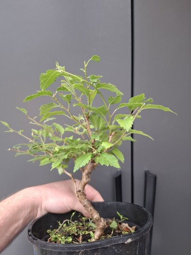 Part trained prunus - ,