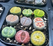 Colourful lithops 3pcs 4pcs - lithops,