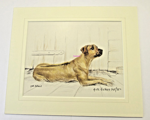 Rhodesian ridgeback gill - rhodesian, by