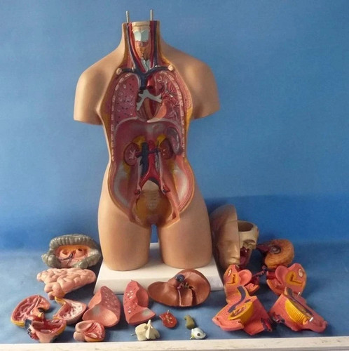 Human torso 55cm model - 55cm,