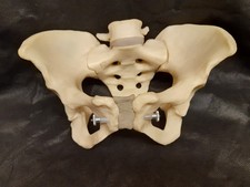 ESP Articulated Human Pelvis Anatomical Model Skeleton Anatomy