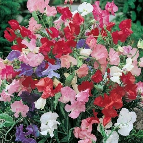 Sweet pea dwarf bijou mix - sweet,