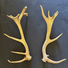 PAIR OF LARGE, HEAVY, RED DEER ANTLERS  ******* REDUCED PRICE *********