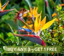 STRELITZIA - BIRD OF PARADISE