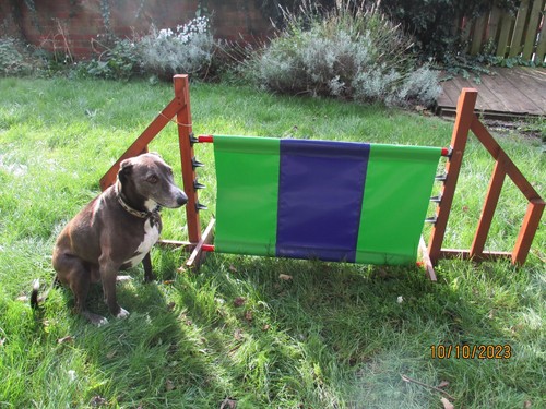 Dog agility jump - filler,,