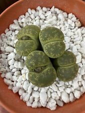 4 Heads Lithops Lesliei Living Stone 4.5-5.5cm with seed capsul