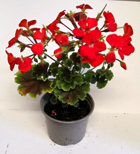 Geranium potted - geranium, (pelargonium)