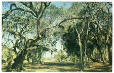 1960s USA Postcard Ancient Oak Trees & Spanish Moss Florida