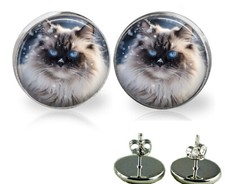 Himalayan Kitty Cat Winter