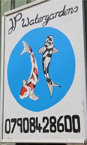 Japanese koi carp shop - carp,