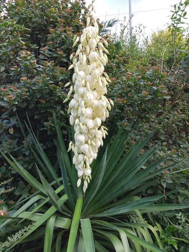 Yucca young plants from my - yucca,