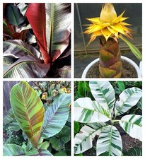 Banana tiger Basjoo Esente