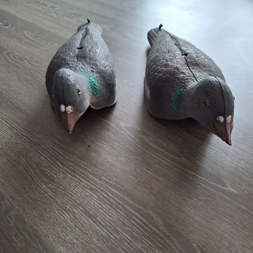 Pair pigeon shells - pair,