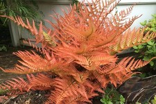 Dryopteris Erythrosora - Rosy