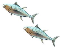 2 x Tuna Fish Handcrafted From