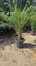Phoenix roebelenii pygmy - phoenix,