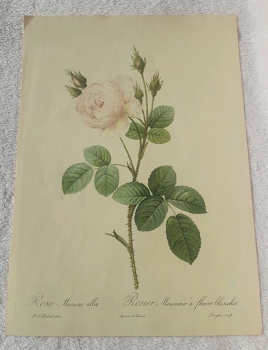 Pierre joseph redoute rosa - pierre,