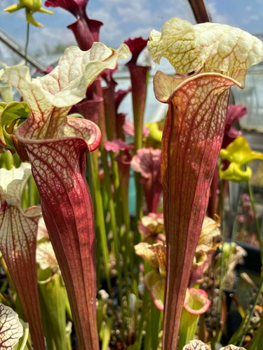 Sarracenia eaton mess lilith - x,