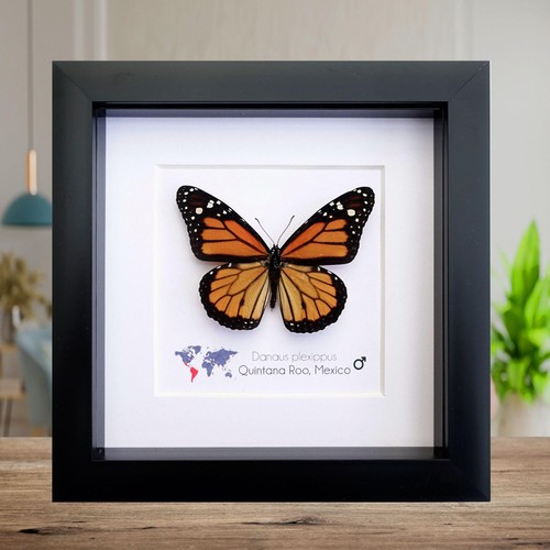 Framed monarch butterfly