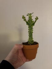 Euphorbia Lactea Variegata -