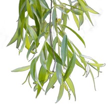 Weeping Willow Tree, Salix