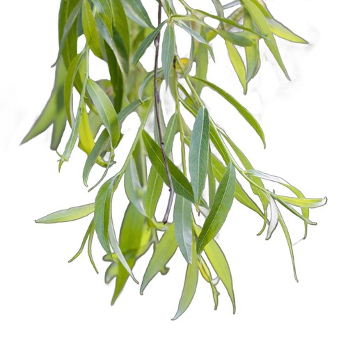 Weeping willow tree salix - weeping,