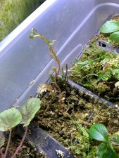 Small Selaginella intermedia