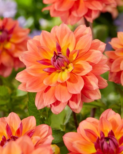Dahlia firepot plant pot - firepot, 2l